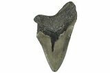 Partial, Fossil Megalodon Tooth - Serrated Blade #297292-1